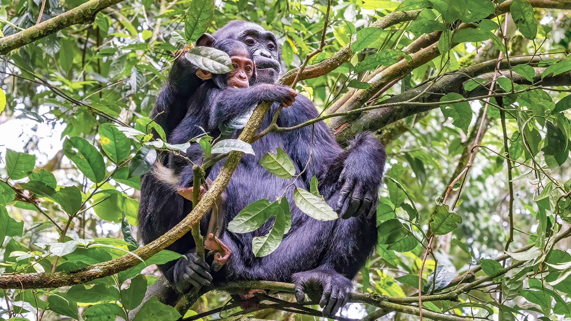 Gorilla Safaris - Destination Uganda Gorillas